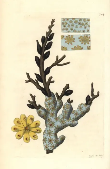 Framed Print : Star ascidian or golden star tunicate, Botryllus schlosseri Framed Print : Star ascidian or golden star tunicate, Botryllus schlosseri