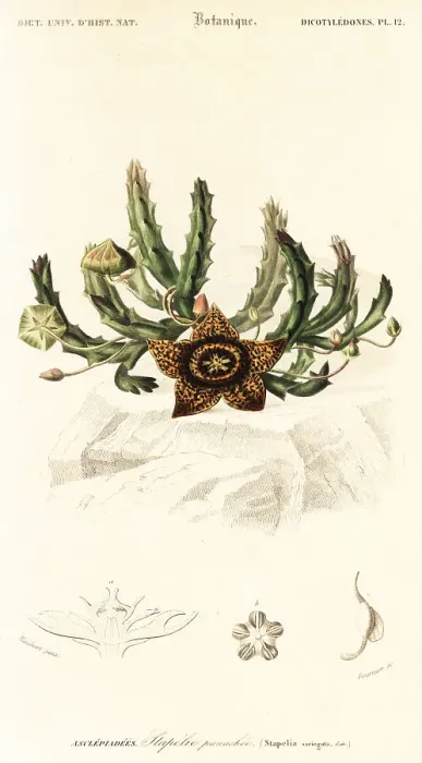 Framed Print : Star flower, Orbea variegata Framed Print : Star flower, Orbea variegata