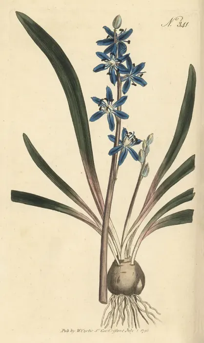 Framed Print : Star hyacinth, Scilla amoena Framed Print : Star hyacinth, Scilla amoena