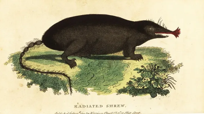 Framed Print : Star-nosed mole, Condylura cristata Framed Print : Star-nosed mole, Condylura cristata