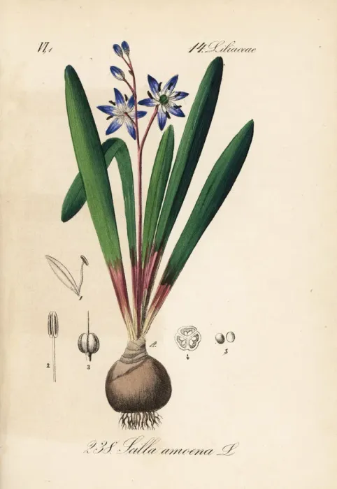 Framed Print : Star squill or star hyacinth, Scilla amoena Framed Print : Star squill or star hyacinth, Scilla amoena