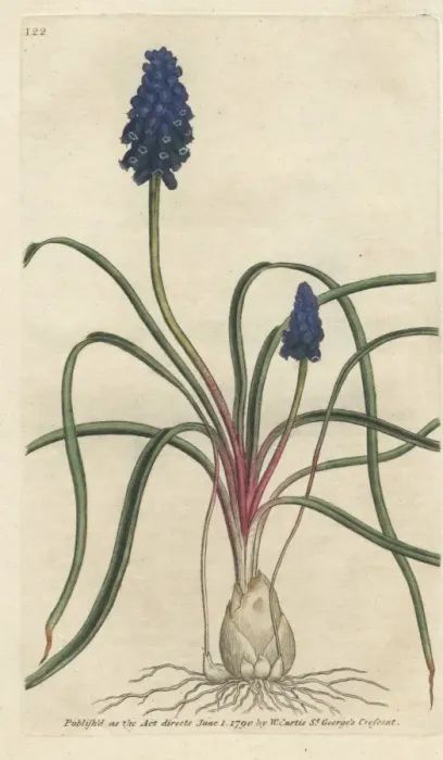 Framed Print : Starch hyacinth, Muscari neglectum Framed Print : Starch hyacinth, Muscari neglectum