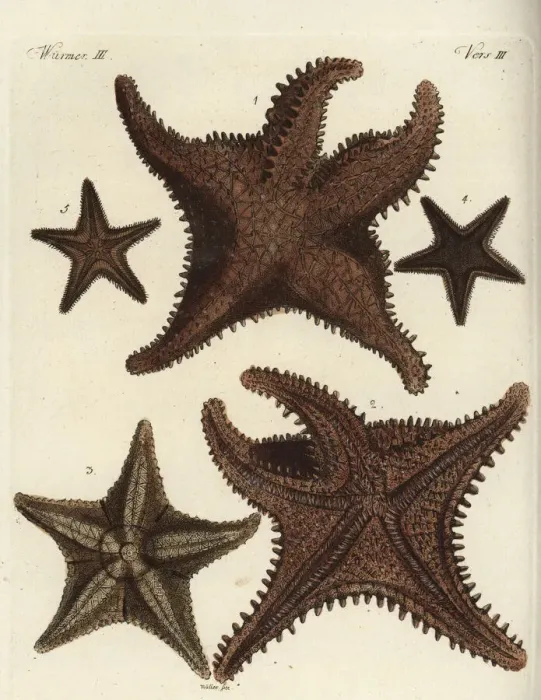 Framed Print : Starfish or sea star Framed Print : Starfish or sea star