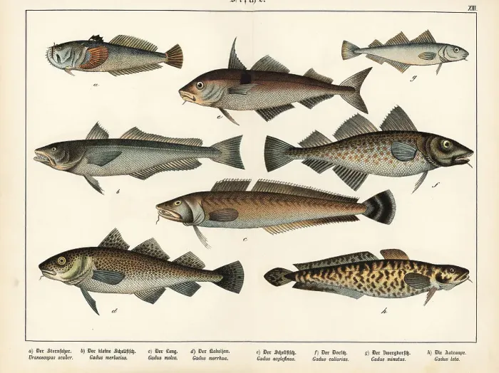 Framed Print : Stargazer, hake, ling, cod, haddock and burbot Framed Print : Stargazer, hake, ling, cod, haddock and burbot