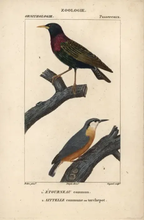 Framed Print : Starling, Sturnus vulgaris, and nuthatch, Sitta europaea Framed Print : Starling, Sturnus vulgaris, and nuthatch, Sitta europaea