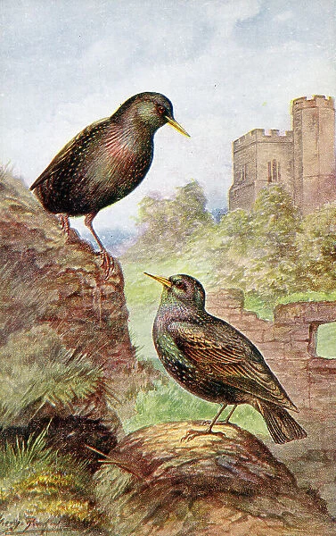 Starlings Date: circa 1910s