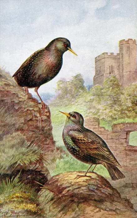 Framed Print : Starlings Date: circa 1910s Framed Print : Starlings Date: circa 1910s