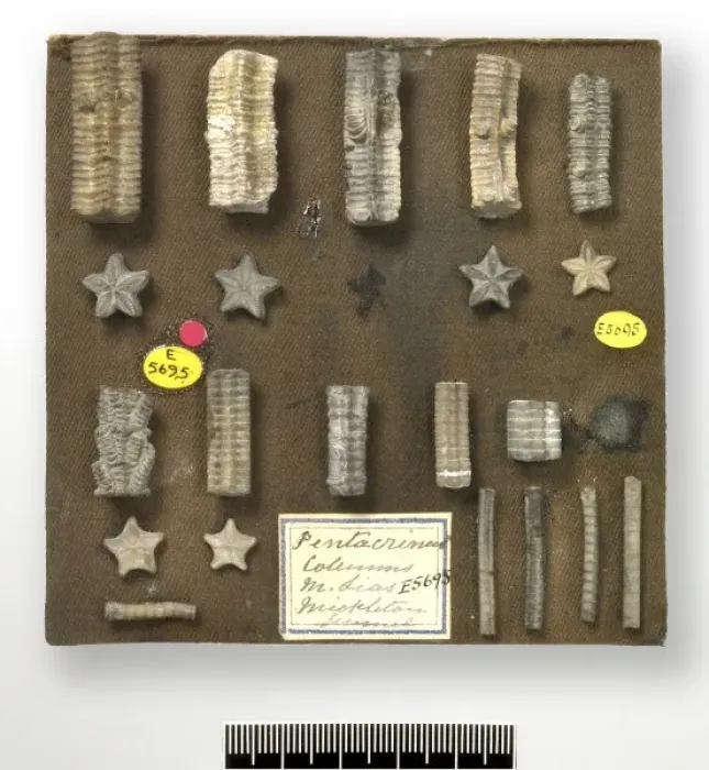 Framed Print : Starstones - columnals of isocrinid crinoids Framed Print : Starstones - columnals of isocrinid crinoids