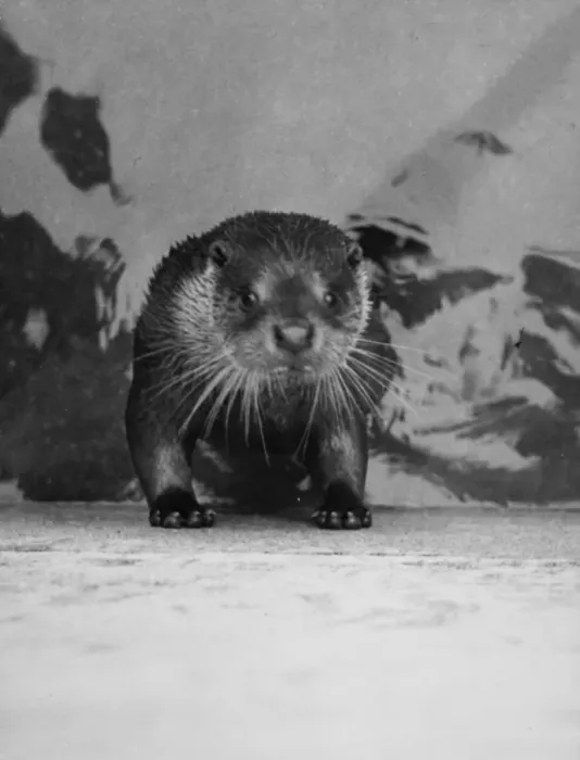 Framed Print : Startled Otter Framed Print : Startled Otter
