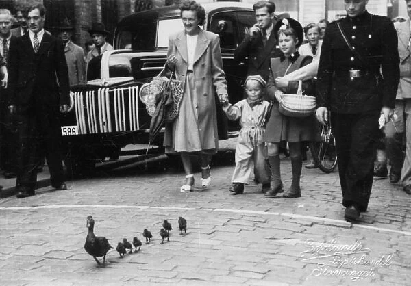 Stavanger, Norway - A family of ducks get a police escort