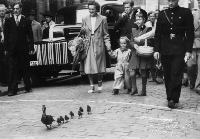 Framed Print : Stavanger, Norway - A family of ducks get a police escort Framed Print : Stavanger, Norway - A family of ducks get a police escort