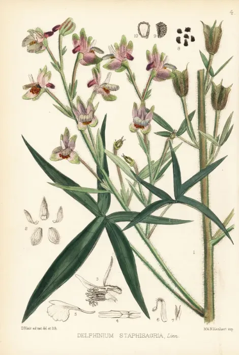 Framed Print : Stavesacre or lice-bane, Delphinium staphisagria
