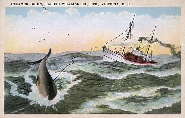 Steamer Orion - Pacific Whaling Company, Victoria, B. C