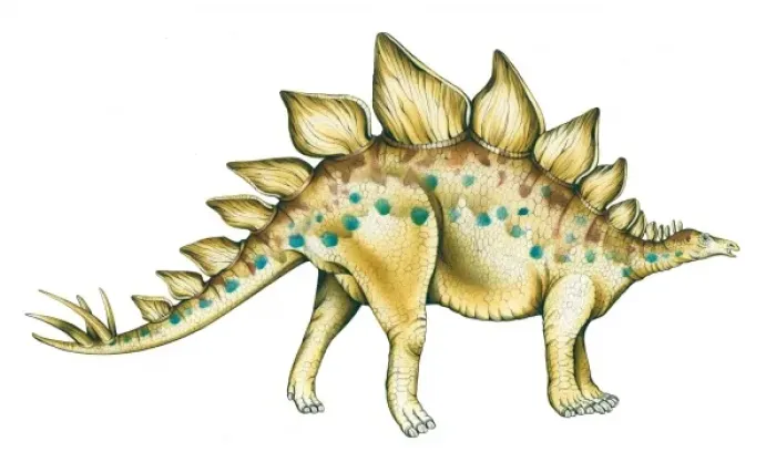 Framed Print : Stegosaurus Framed Print : Stegosaurus