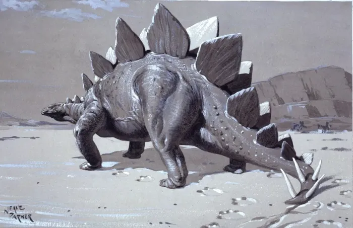Framed Print : Stegosaurus Framed Print : Stegosaurus