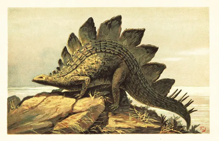 Framed Print : Stegosaurus, extinct genus of herbivorous dinosaur Framed Print : Stegosaurus, extinct genus of herbivorous dinosaur