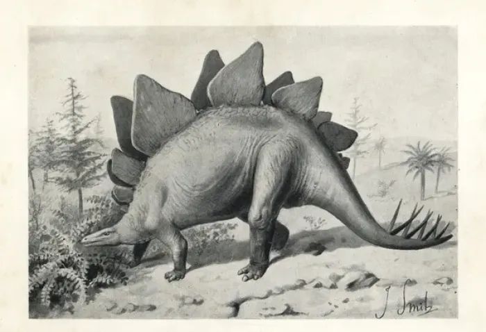Framed Print : Stegosaurus ungulatus, dubious species Framed Print : Stegosaurus ungulatus, dubious species
