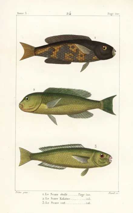 Framed Print : Stellate rabbitfish, parrotfish and palecheek parrotfish Framed Print : Stellate rabbitfish, parrotfish and palecheek parrotfish