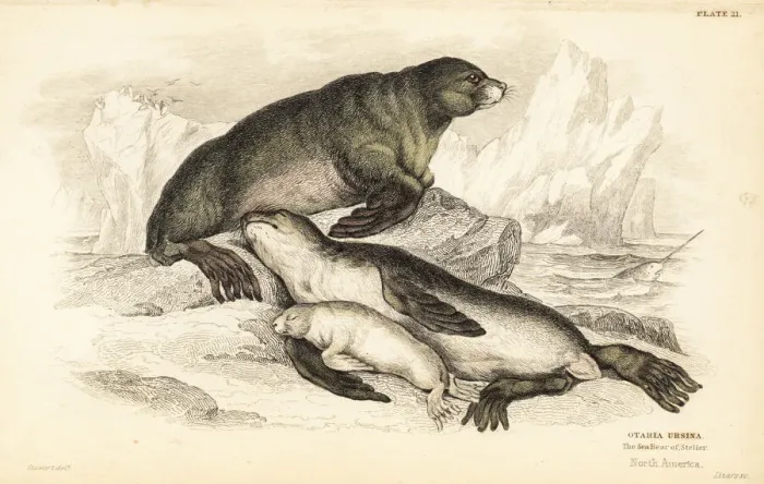 Framed Print : Steller sea lion, Eumetopias jubatus Framed Print : Steller sea lion, Eumetopias jubatus