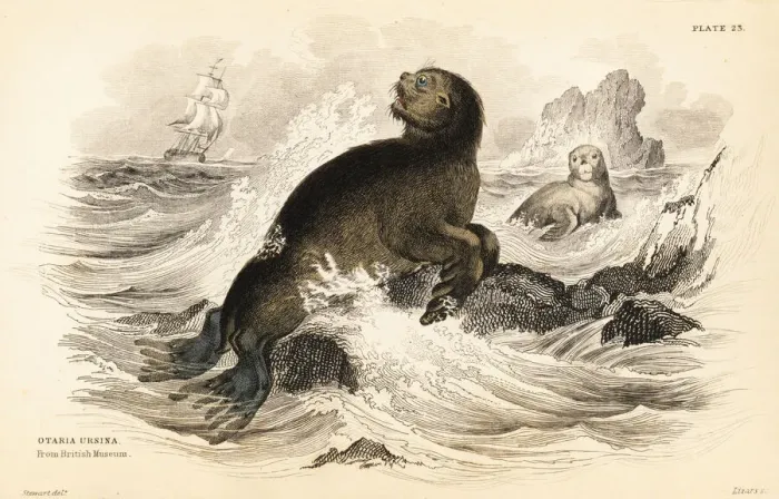 Framed Print : Steller sea lion, Eumetopias jubatus Framed Print : Steller sea lion, Eumetopias jubatus