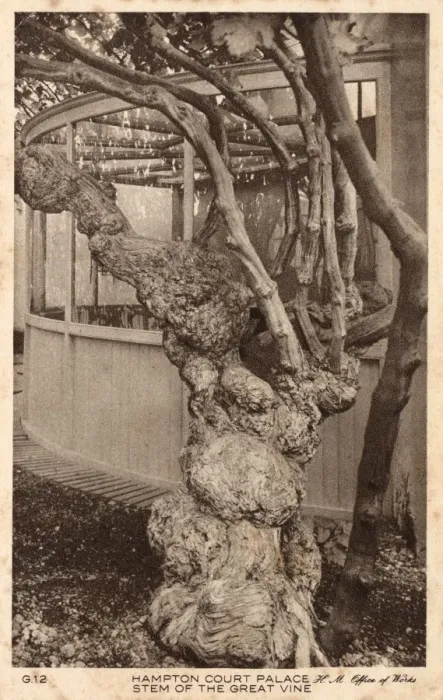 Framed Print : Stem of the Great Vine - Hampton Court Framed Print : Stem of the Great Vine - Hampton Court