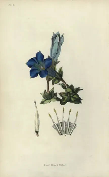 Framed Print : Stemless gentian, Gentiana acaulis Framed Print : Stemless gentian, Gentiana acaulis