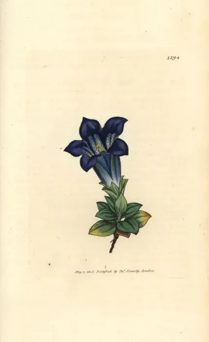 Framed Print : Stemless gentian, Gentiana acaulis Framed Print : Stemless gentian, Gentiana acaulis