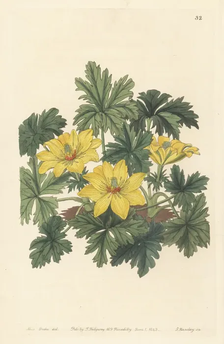 Framed Print : Stemless globeflower, Trollius acaulis Framed Print : Stemless globeflower, Trollius acaulis