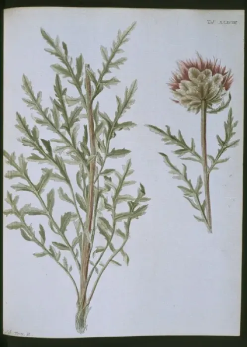 Framed Print : Stemmacantha uniflora Framed Print : Stemmacantha uniflora