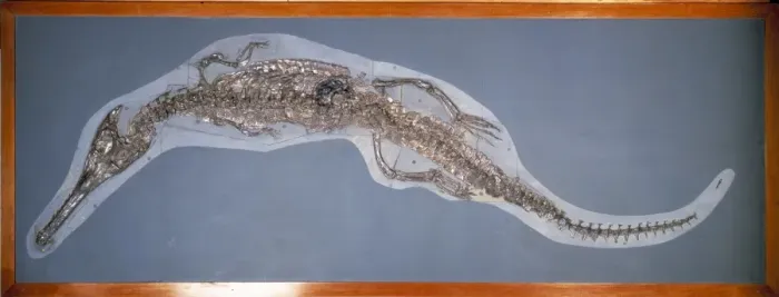 Framed Print : Steneosaurus bollensis Framed Print : Steneosaurus bollensis