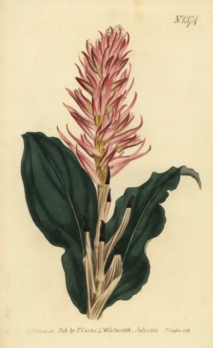 Framed Print : Stenorrhynchos speciosum orchid Framed Print : Stenorrhynchos speciosum orchid
