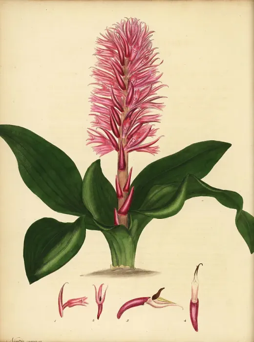 Framed Print : Stenorrhynchos speciosum orchid Framed Print : Stenorrhynchos speciosum orchid