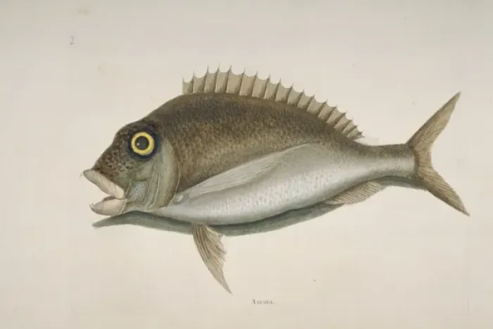 Framed Print : Stenotomus chrysops, scup Framed Print : Stenotomus chrysops, scup