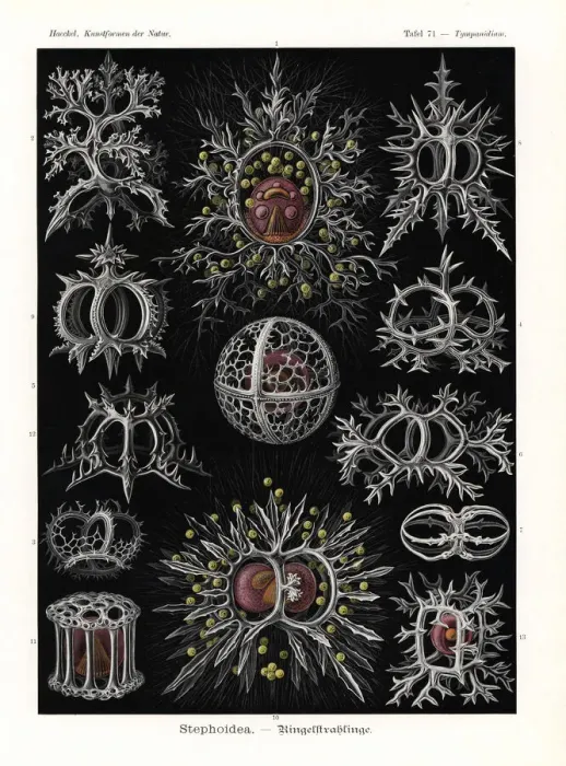Framed Print : Stephoidea radiolaria or radiozoa Framed Print : Stephoidea radiolaria or radiozoa