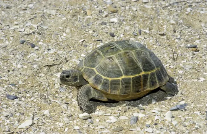 Framed Print : Steppe / Horsfields Tortoise - desert Framed Print : Steppe / Horsfields Tortoise - desert