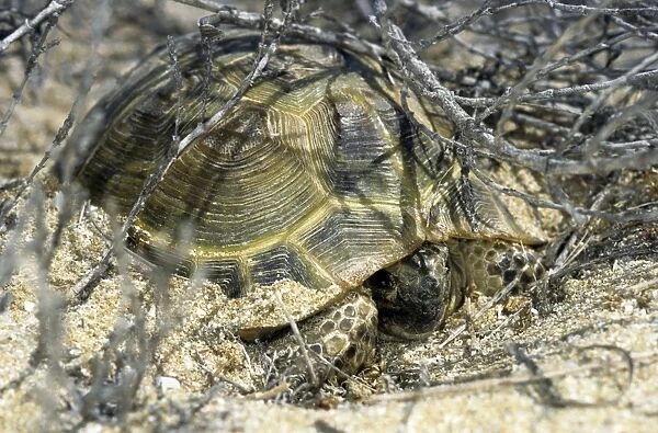 Steppe Tortoise - emerges from an overnight shelter