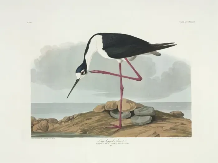 Framed Print : Stercorarius longicaudus, long-tailed jaeger Framed Print : Stercorarius longicaudus, long-tailed jaeger