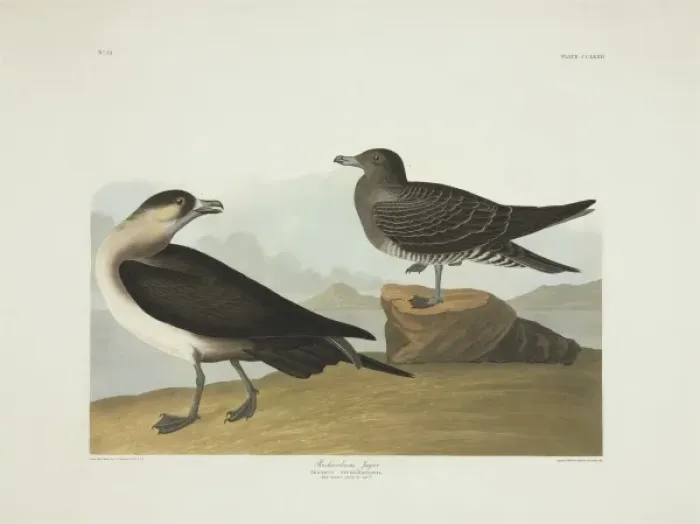 Framed Print : Stercorarius parasiticus, parasitic jaeger Framed Print : Stercorarius parasiticus, parasitic jaeger