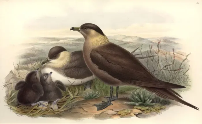 Framed Print : Stercorarius parasiticus, parasitic jaeger Framed Print : Stercorarius parasiticus, parasitic jaeger