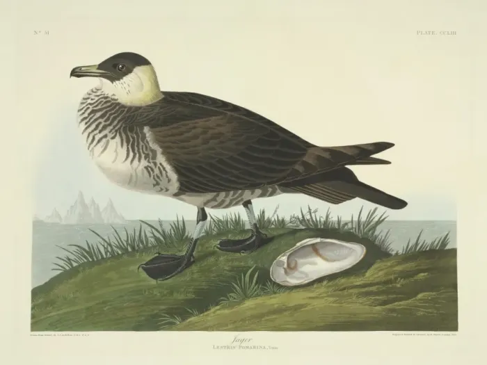 Framed Print : Stercorarius pomarinus, Pomarine skua Framed Print : Stercorarius pomarinus, Pomarine skua