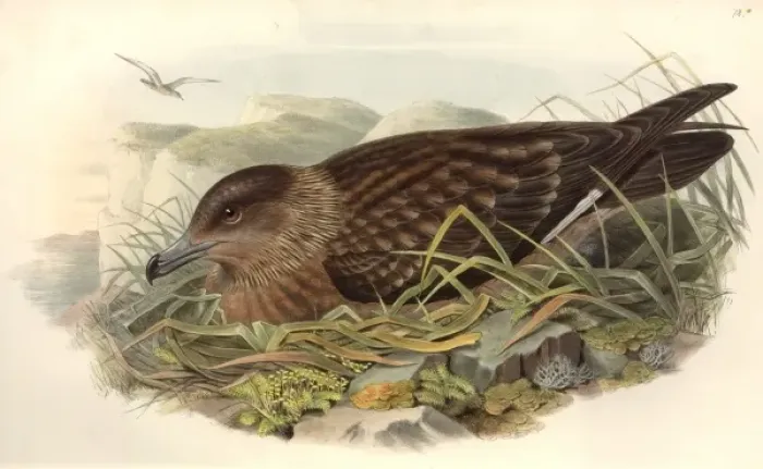 Framed Print : Stercorarius skua, great skua Framed Print : Stercorarius skua, great skua