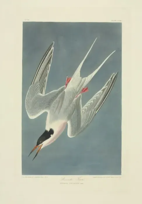 Framed Print : Sterna dougallii, roseate tern Framed Print : Sterna dougallii, roseate tern