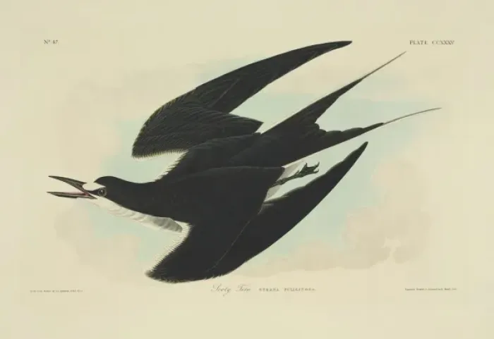 Framed Print : Sterna fuscata, sooty tern Framed Print : Sterna fuscata, sooty tern