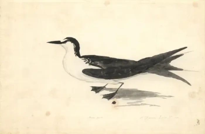 Framed Print : Sterna fuscata, sooty tern Framed Print : Sterna fuscata, sooty tern
