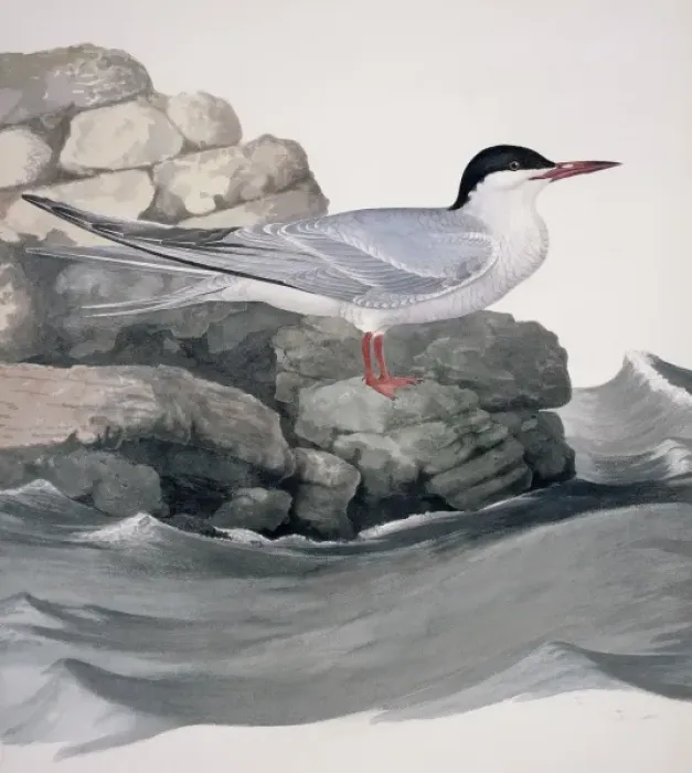 Framed Print : Sterna hirundo, common tern Framed Print : Sterna hirundo, common tern