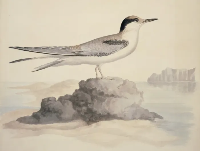 Framed Print : Sterna hirundo, common tern Framed Print : Sterna hirundo, common tern
