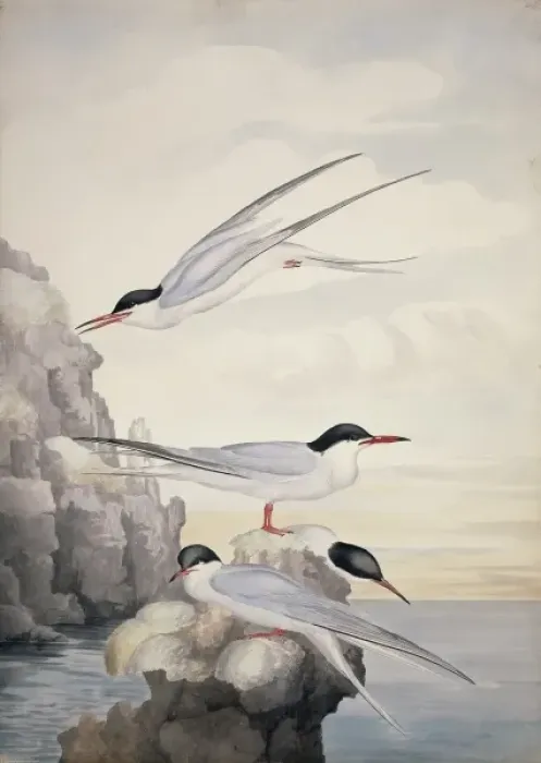 Framed Print : Sterna hirundo, common tern Framed Print : Sterna hirundo, common tern