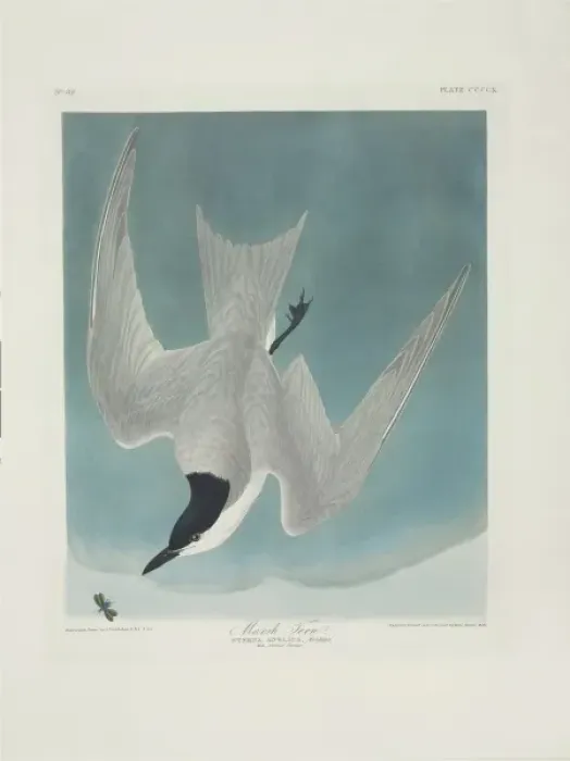 Framed Print : Sterna nilotica, gull-billed tern Framed Print : Sterna nilotica, gull-billed tern