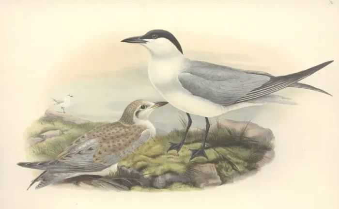 Framed Print : Sterna nilotica, gull-billed tern Framed Print : Sterna nilotica, gull-billed tern