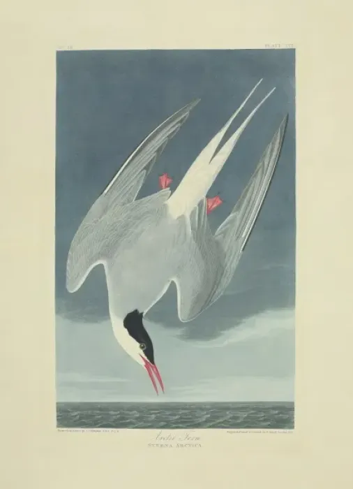 Framed Print : Sterna paradisaea, Arcitc tern Framed Print : Sterna paradisaea, Arcitc tern
